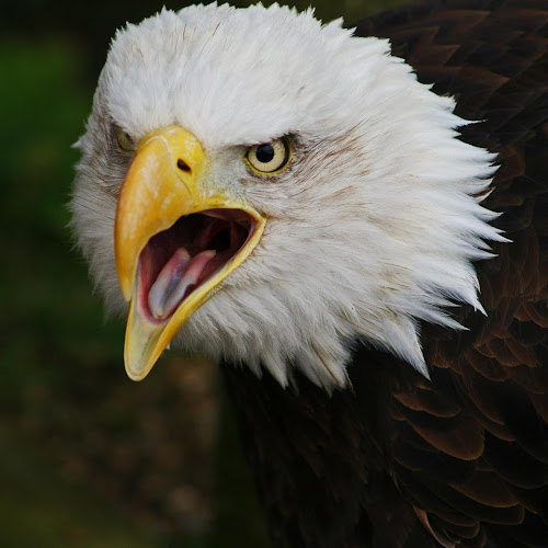  Gambar  40 Lebih Foto Burung Elang  Keren  Gambar  Lukisan di 