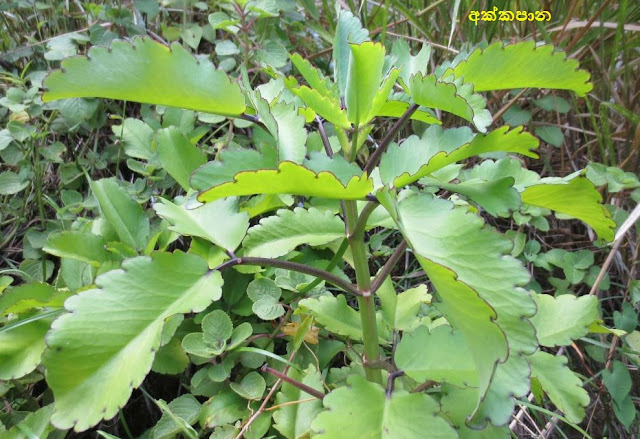 අක්කපාන [Akkapana] (Kalanchoe pinnata) - Your Choice Way