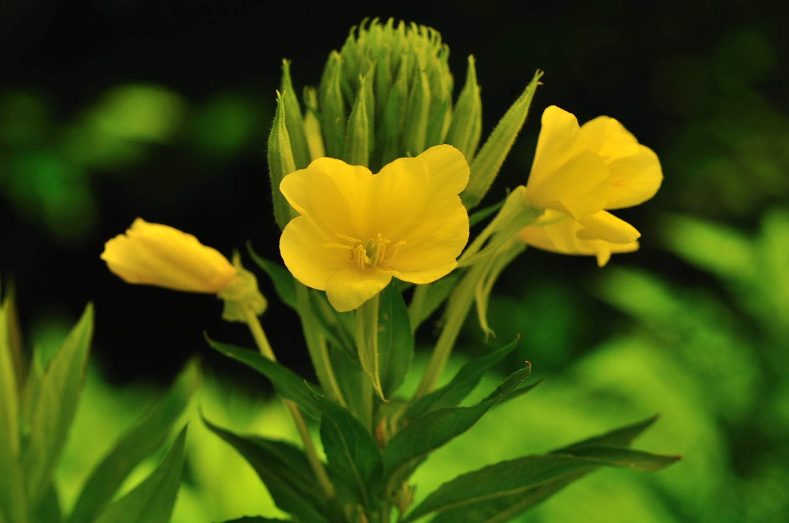 Discover West Virginia Flower Power on Charles Creek Trail Cranberry