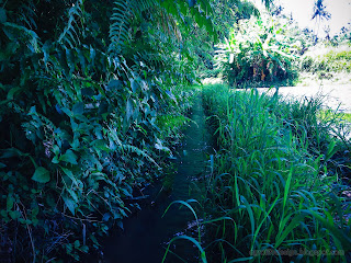 Straight Waterways Of Irrigation Water Channel On The Edge Of Rice Fields And Bushes At Ringdikit Village, North Bali, Indonesia