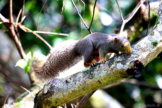 Asian squirrel found in Vietnam 