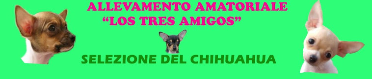 Allevamento Chihuahua "Los tres amigos"