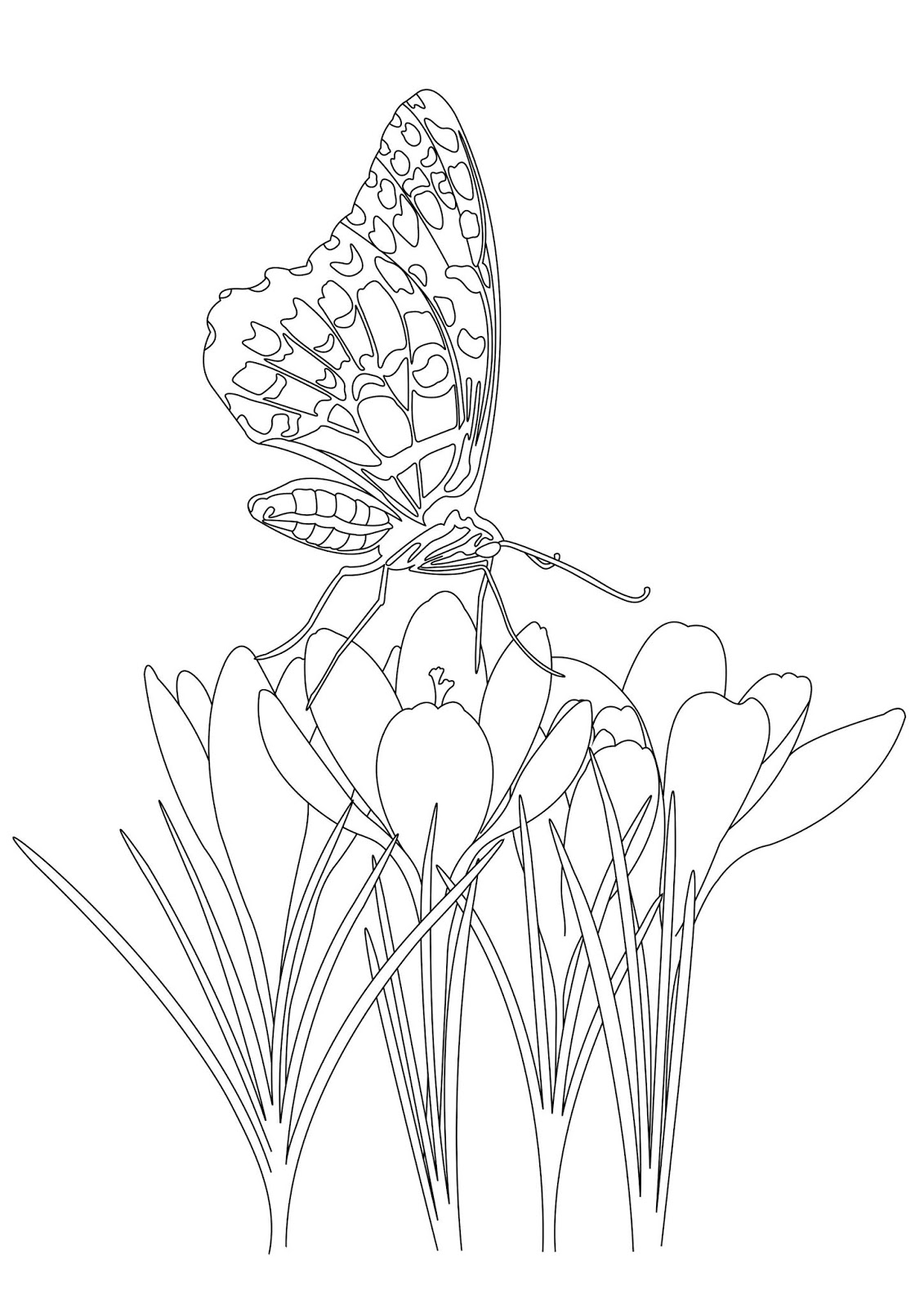 Tranh tô màu con bướm đậu trên hoa thủy tiên