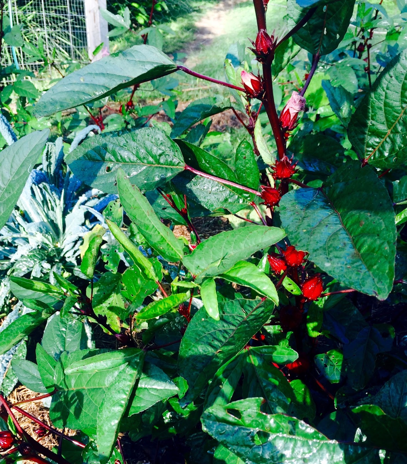 How to Harvest and Use sabdariffa) Our Permaculture Life