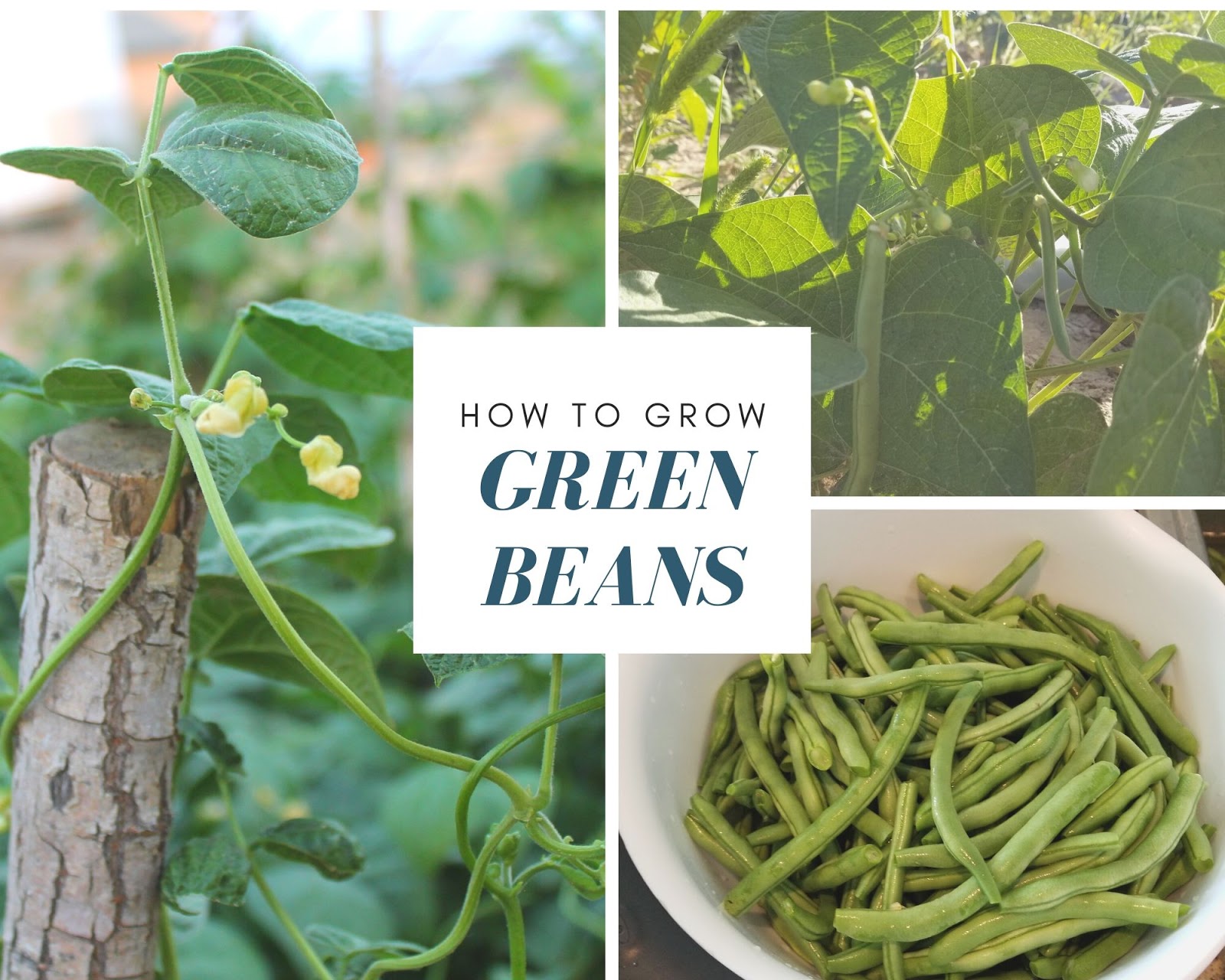 Growing Green Beans for Beginners