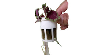 Mengapa Akar Tanaman Hidroponik Tidak Boleh Terendam Air Semuanya