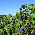 LA UNIÓ de Llauradors reclama medidas para paliar los desequilibrios que se están dando en el sector vitivinícola por un precio de la uva injustificadamente bajo