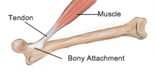 care tratează tendoanele și articulațiile