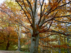 MONTSENY, ESCLAT DE COLORS