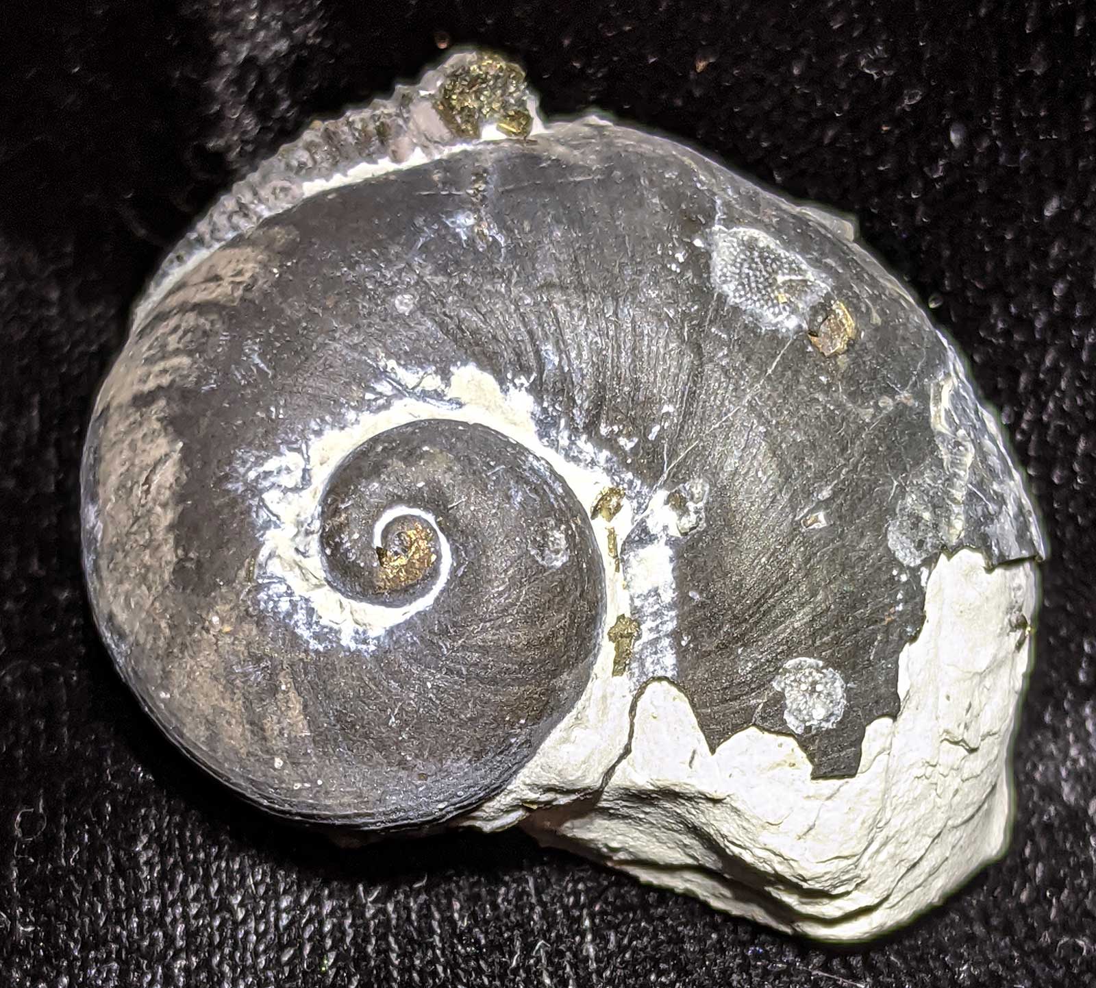 Snail Shell Fossils