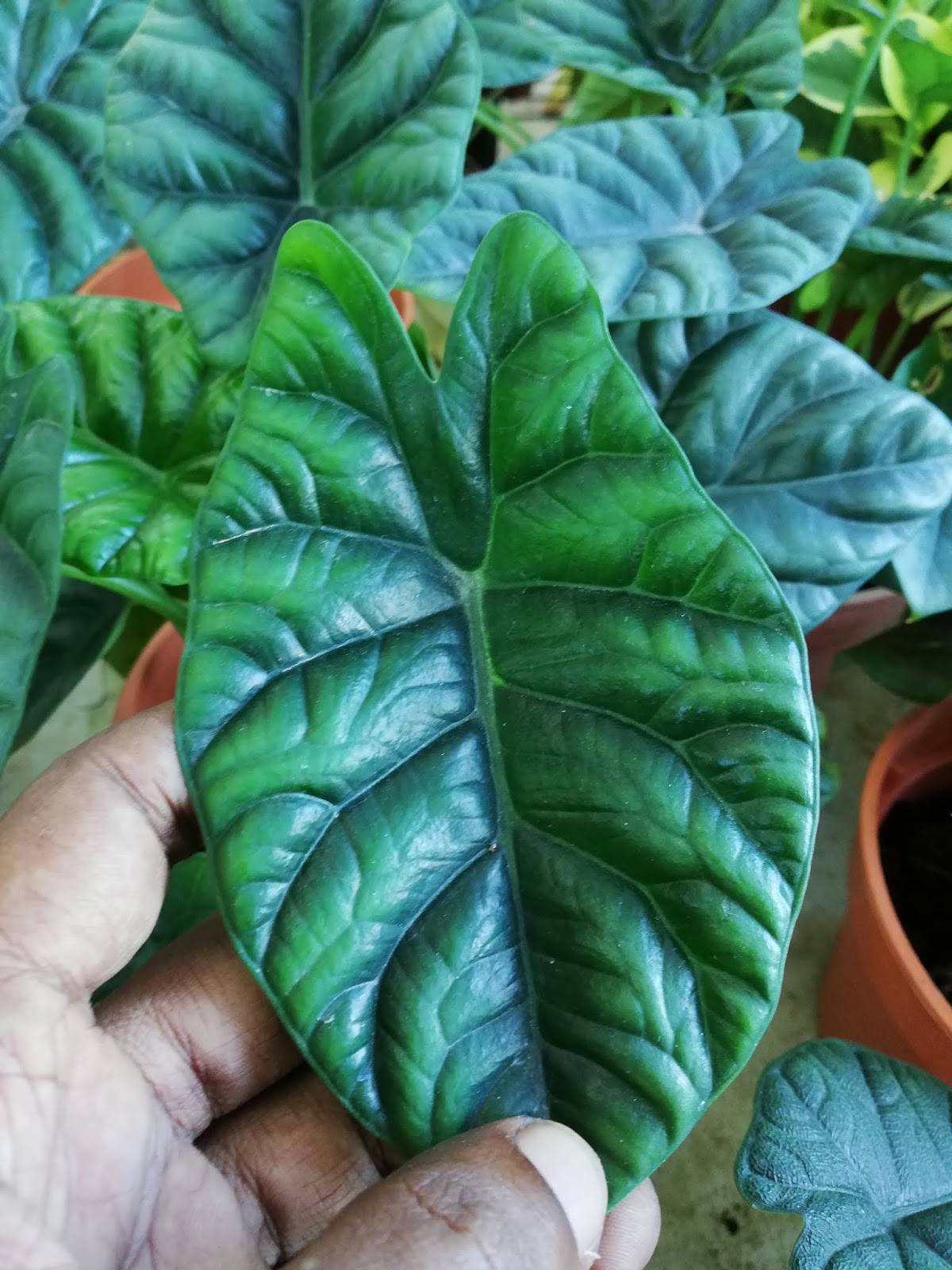 Garden Chronicles Different Types of Alocasia Names
