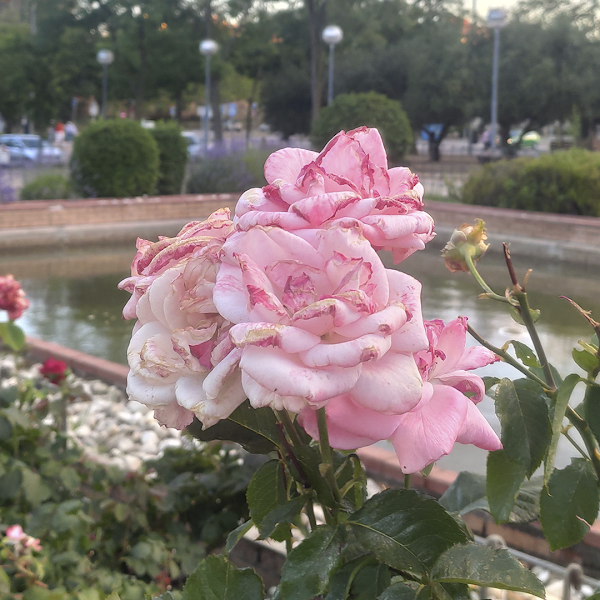 Flores rosas