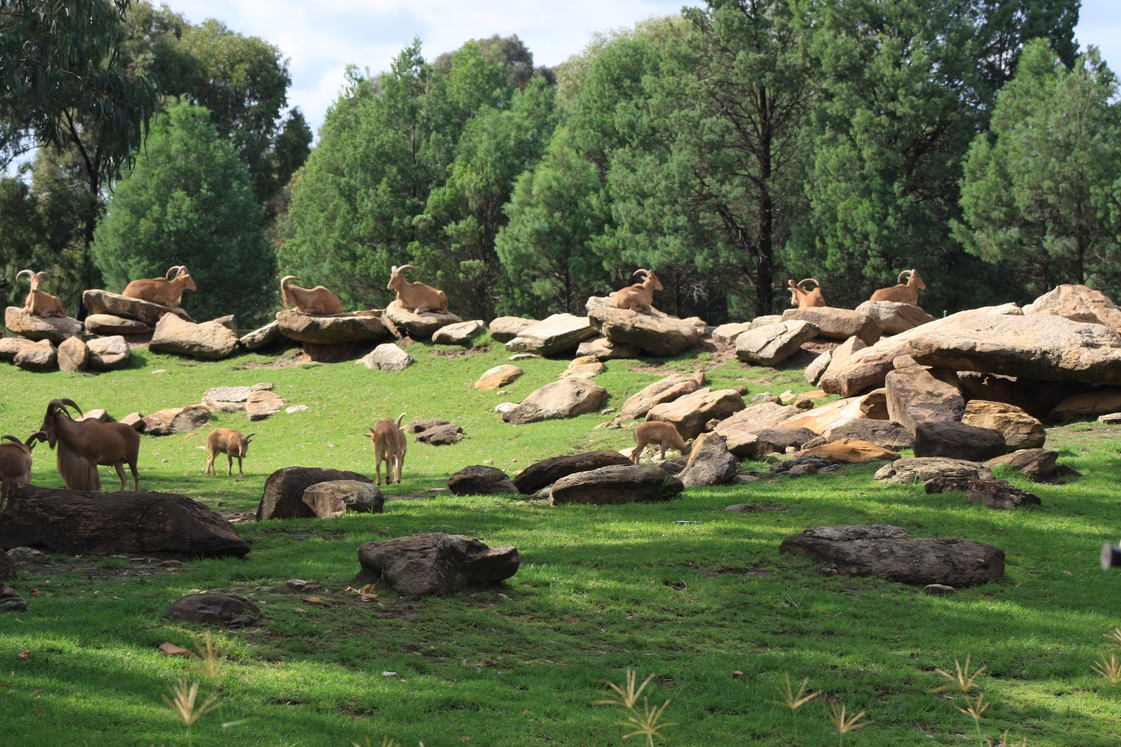 WOOLGOOLGAOFFROAD DUBBO ZOO
