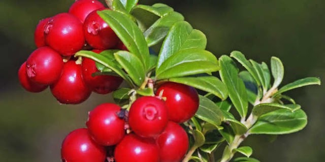 The  Credible  Health Benefits Of Uva Ursi Or Bearberry