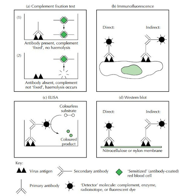 SEROLOGICAL/IMMUNOLOGICAL METHODS