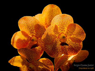 Orquídea Vanda híbrida Orquídea Vanda híbrida