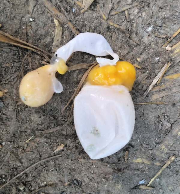 What Causes Soft Shelled Chicken Eggs? Fresh Eggs Daily® with Lisa Steele