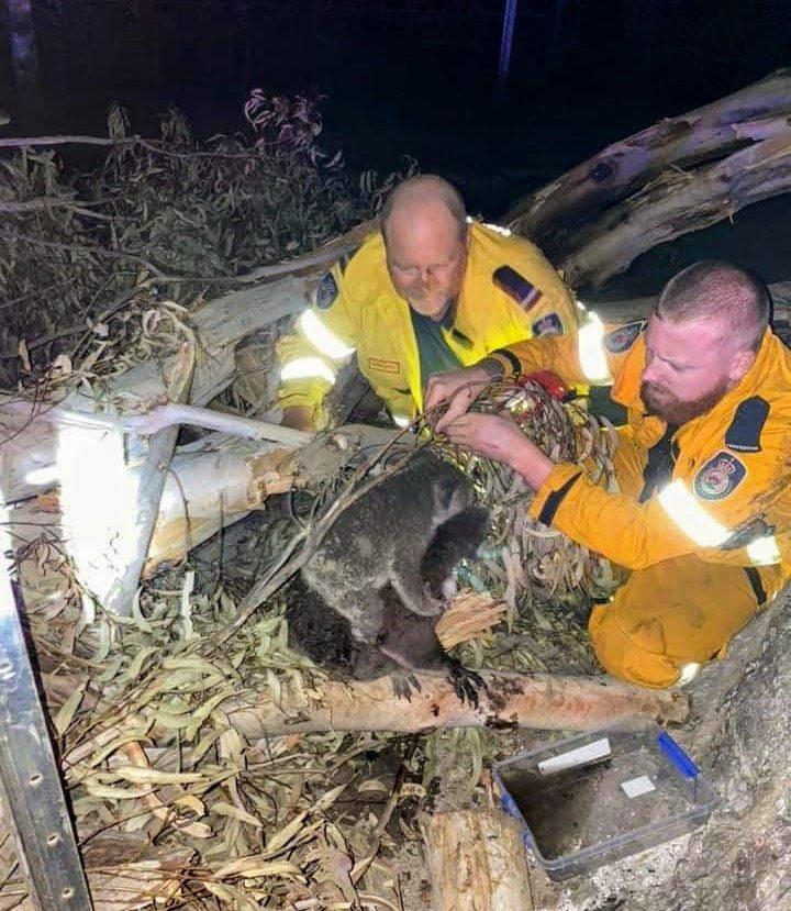 Wildfires In Australia Have Killed Almost Half A Billion Animals With 8,000 Koalas Among Them, Experts Estimate