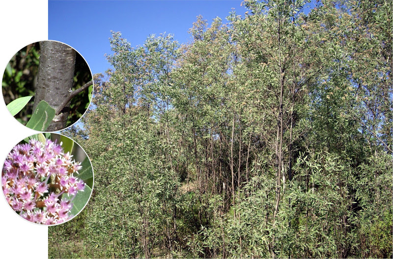 Argentina nativa Aliso de río (Tessaria integrifolia)