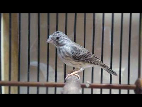 Artikel Burung Harga Burung Sanger Terbaru 2018