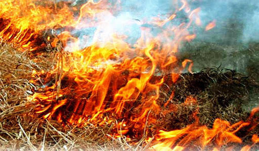 В России запретили сжигать сухую траву. Премьер-министр Дмитрий Медведев подписал постановление, которым запретил выжигать сухую траву на землях сельскохозяйственного назначения и разводить костры в полях.
