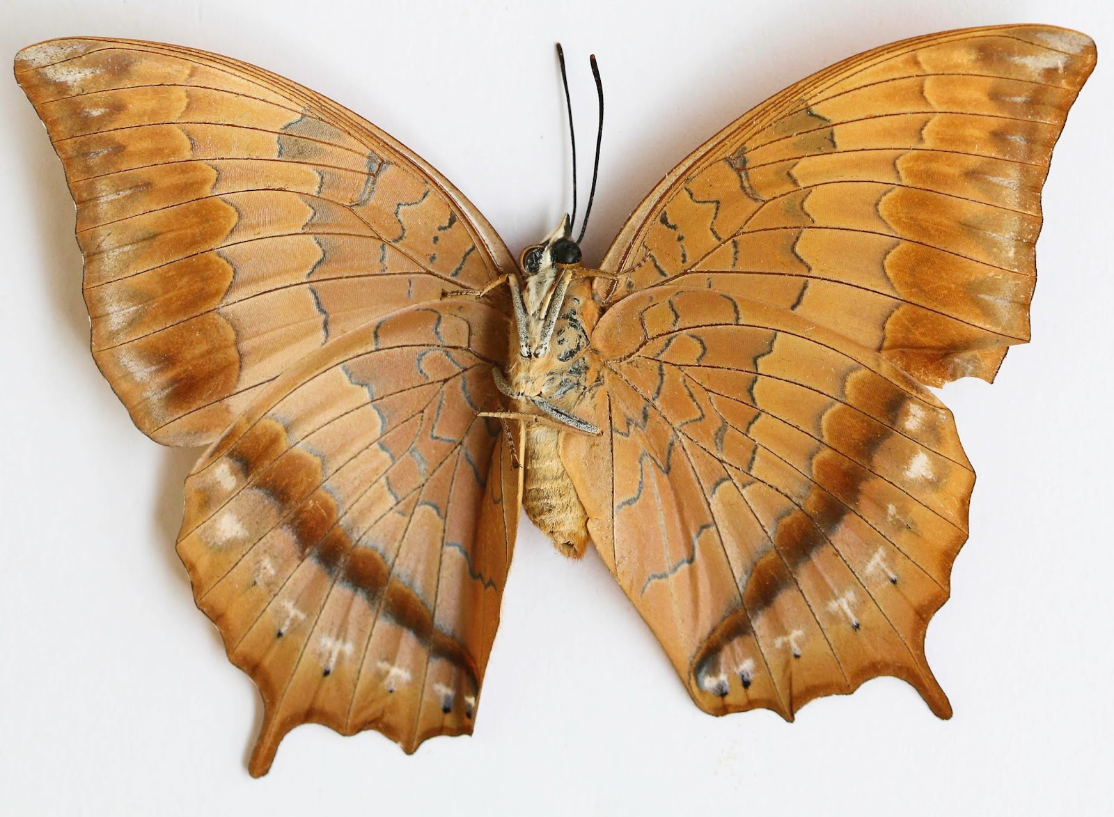 Butterflies of Vietnam: 122. Charaxes aristogiton peridoneus (The ...