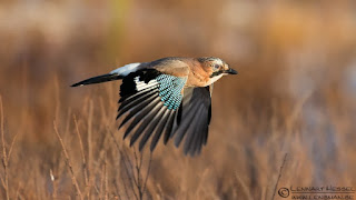 http://voices.nationalgeographic.com/2012/11/14/top-25-wild-bird-photographs-of-the-week-28/lennart-hessel-eurasian-jay/