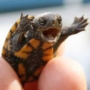 Dicehead Store Updates Blog: Black Friday Sale Prices- Starts THIS