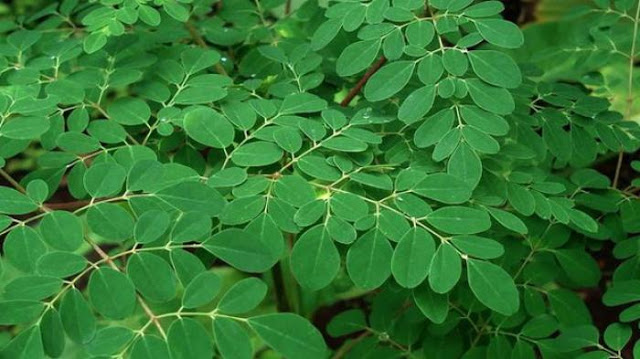 Pokok Kelor Wikipedia Bahasa Melayu Ensiklopedia Bebas