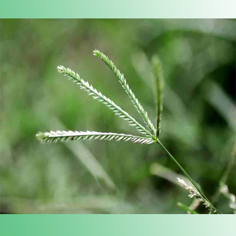Paragis Eleusine Indica Or Goosegrass Has A Great Health Benefits Sosone Healthy Edibles