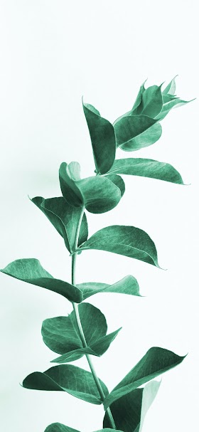 خلفية نبتة بأوراق كثيفة خضراء اللون