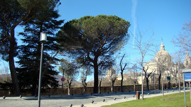 Pino piñonero (Pinus pinea L.).