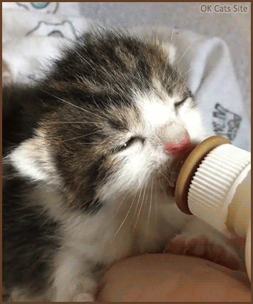 Cute Cat GIF • Adorable tiny kitten drinks milk from his fav baby bottle and wiggles his ears Cute Cat GIF • Adorable tiny kitten drinks milk from his fav baby bottle and wiggles his ears