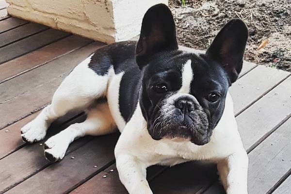 French Bulldog French Bulldog