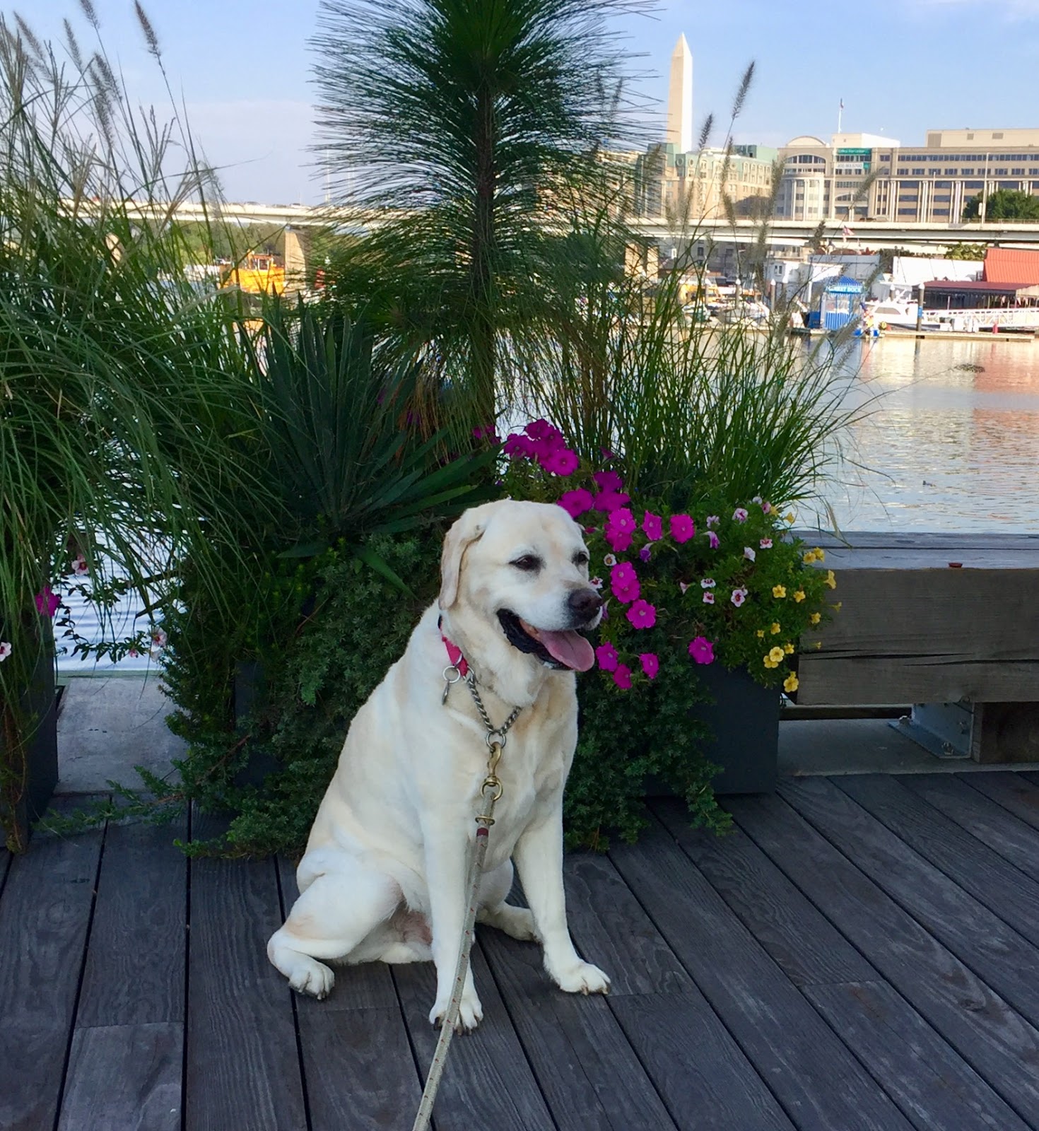 TakingPaws Short Timers