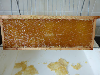 Cadre de miel désoperculé