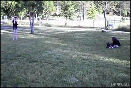 Cute Kitten GIF • Several kitties running after a girl. Cutest purrsuit. Catch me if you can [cat-gifs.com]