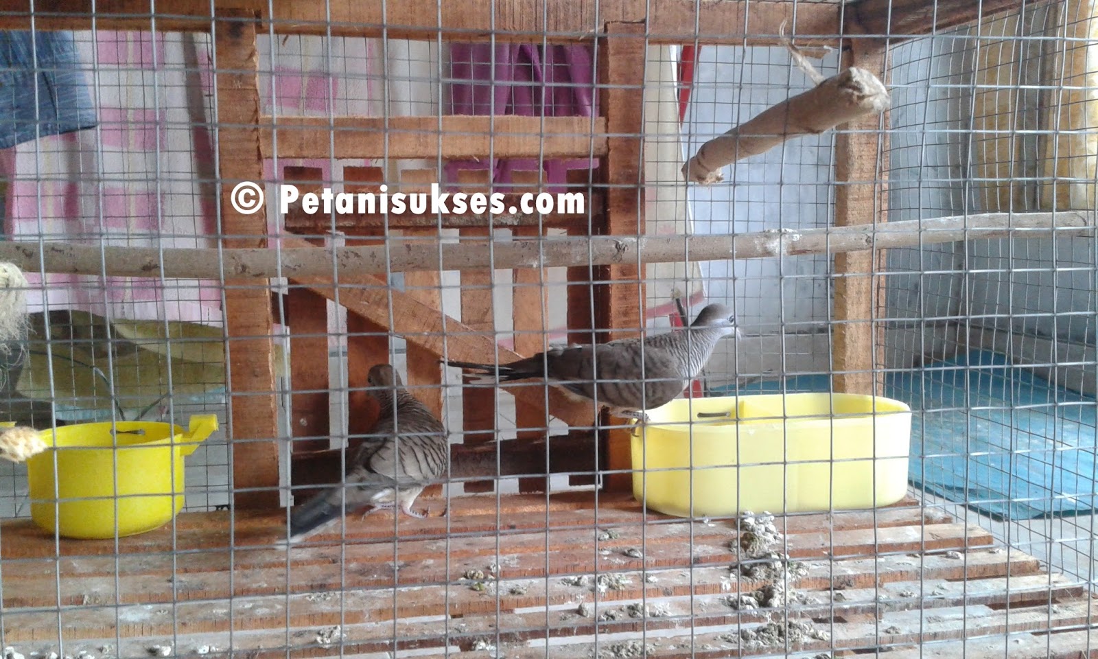 Harga burung perkutut