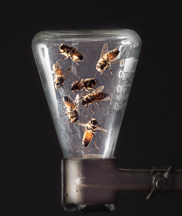 Apitherapy News Can Bee Stings Treat Lyme Disease?