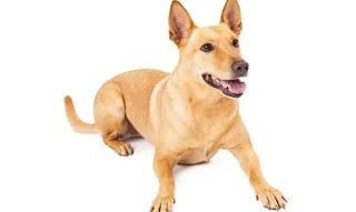 Indian pariah dog breed Character & Temperament