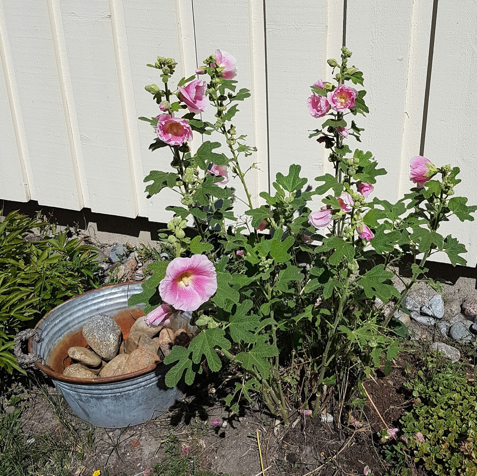 ...and some hollyhocks...