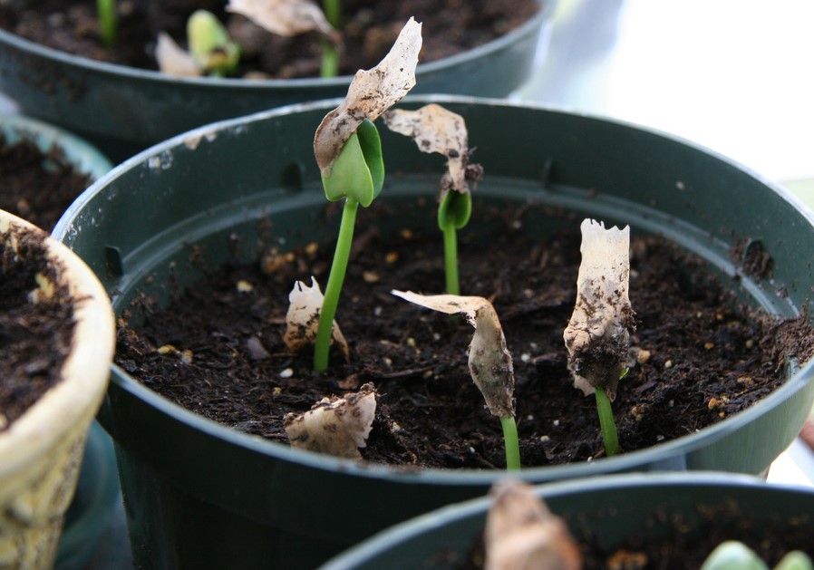 HOW TO GROW FRANGIPANI TREE FROM SEED The Garden of Eaden