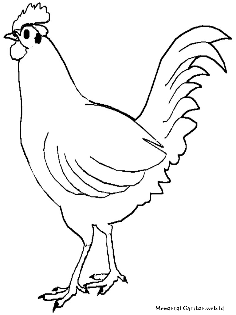 Mewarnai Gambar  Ayam  Mewarnai Gambar 