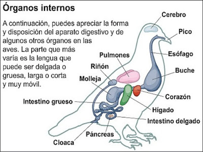 Órganos de las palomas