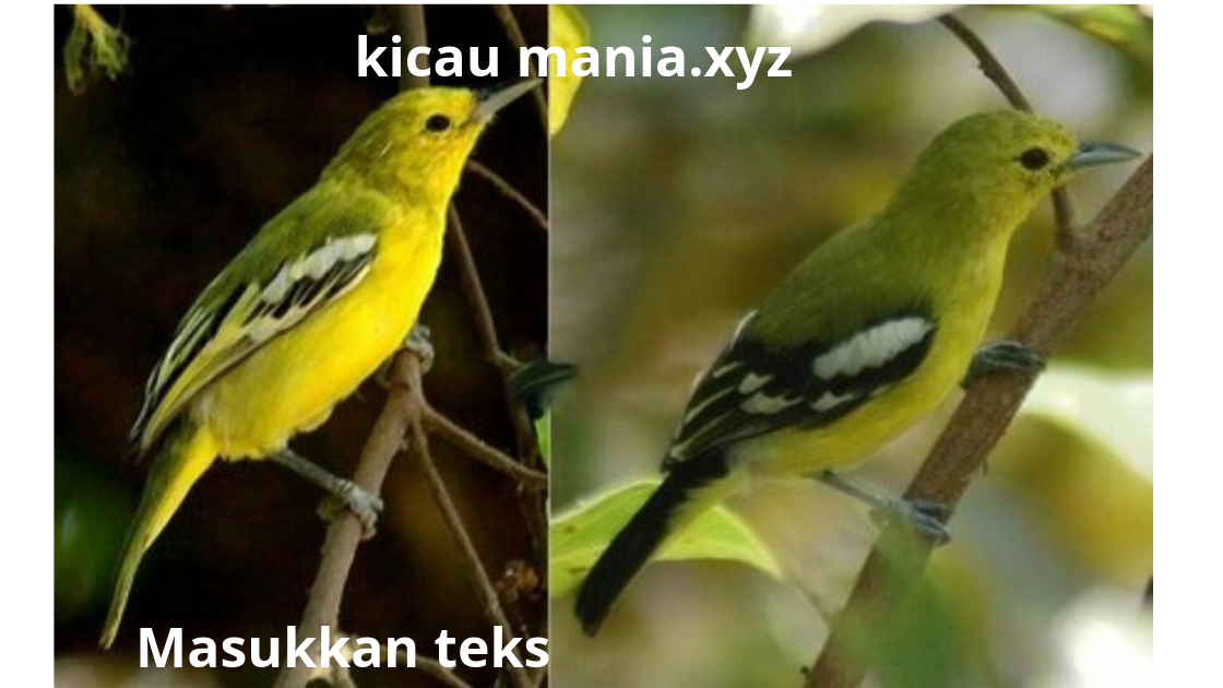 Perbedaan Burung Sirfu Atau Sirpu Jantan Dan Betina Dewasa