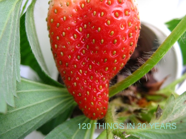 120 things in 20 years: Aquaponics - strawberry ...
