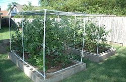 garden blueberries enclosure raised netting blueberry bird bed plants cages protect beds diy vegetable plant fruit bushes berry birds block