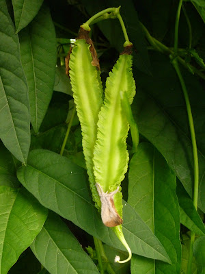 Goabohne (Thua Plu) - ถั่วพู