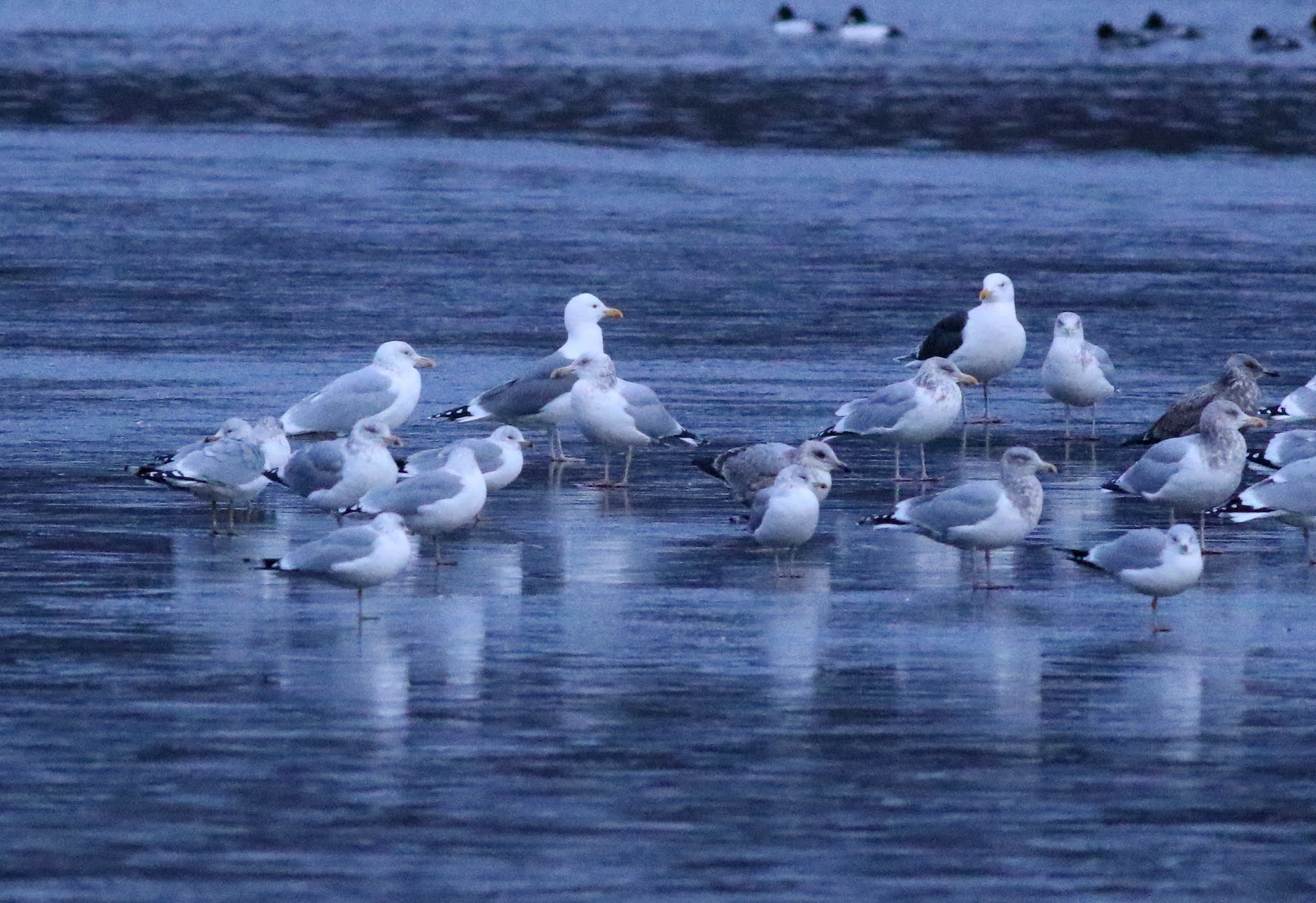 Pioneer Birding MA hybrid Great Blackbacked x Herring Gull