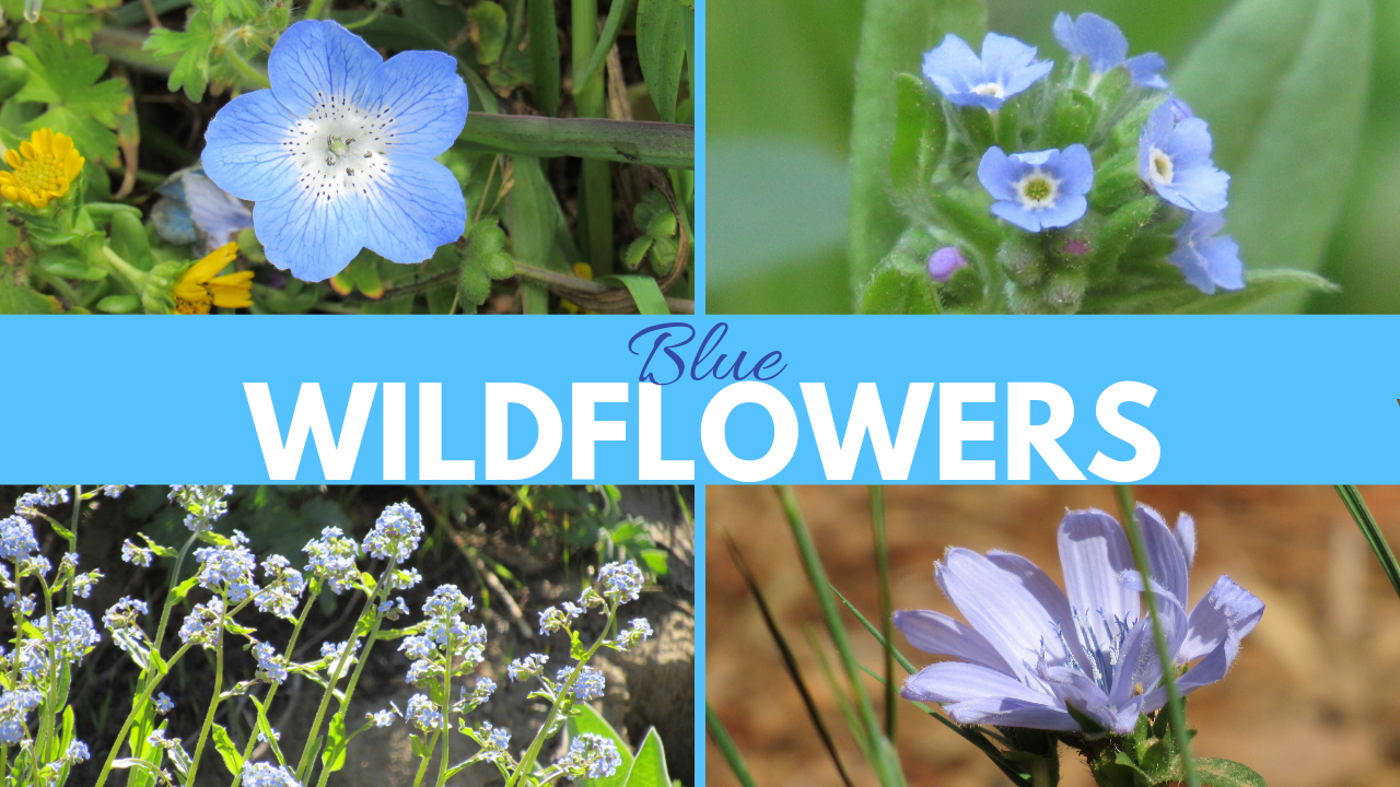 Vaughn the Road Again Blue Wildflowers